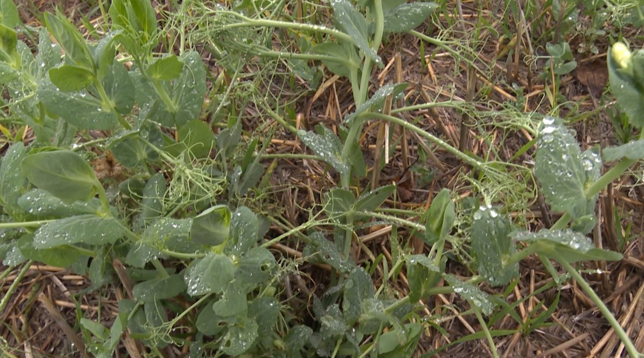 Afacere modernă și profitabilă în agricultură. Exemplul unui locuitor din Echimăuți 