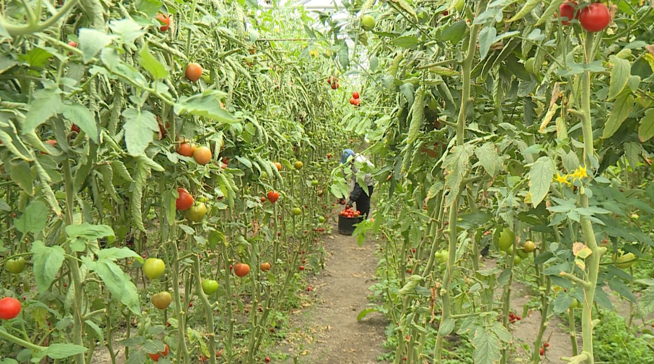 O familie din Buțeni a revenit acasă după 15 ani petrecuți în Italia și a pus bazele unei afaceri agricole