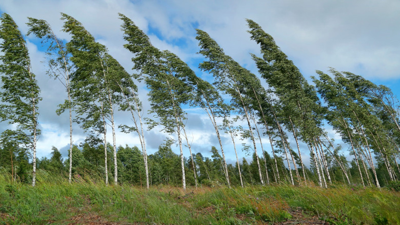 Vânt puternic timp de două zile în R. Moldova și înghețuri: Meteorologii au emis Cod galben 