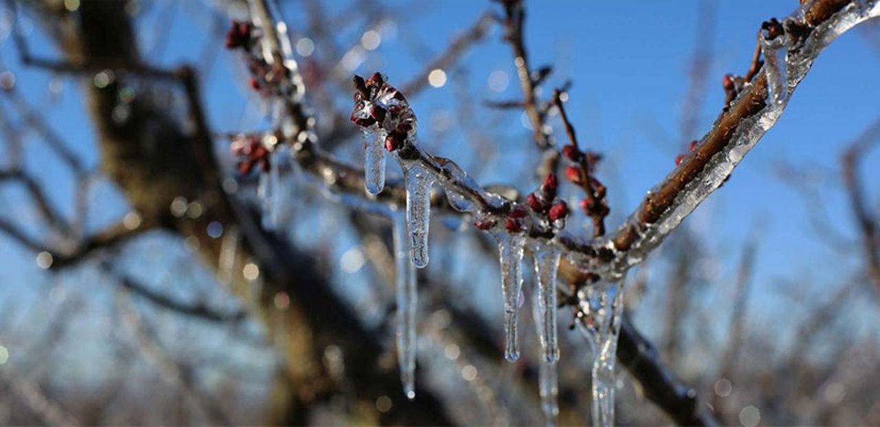 Agricultorul care a instalat primul sistem eolian antiîngheț din R. Moldova: „Le-am testat pe toate și, până acum, nu mi-au salvat niciun gram de cireșe”