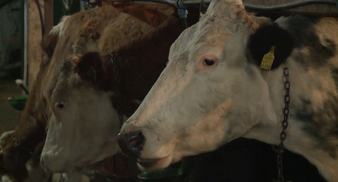 Curajul de a lăsa străinătatea și de a reveni acasă: Un tânăr din Văsieni a înființat o fermă modernă de vaci