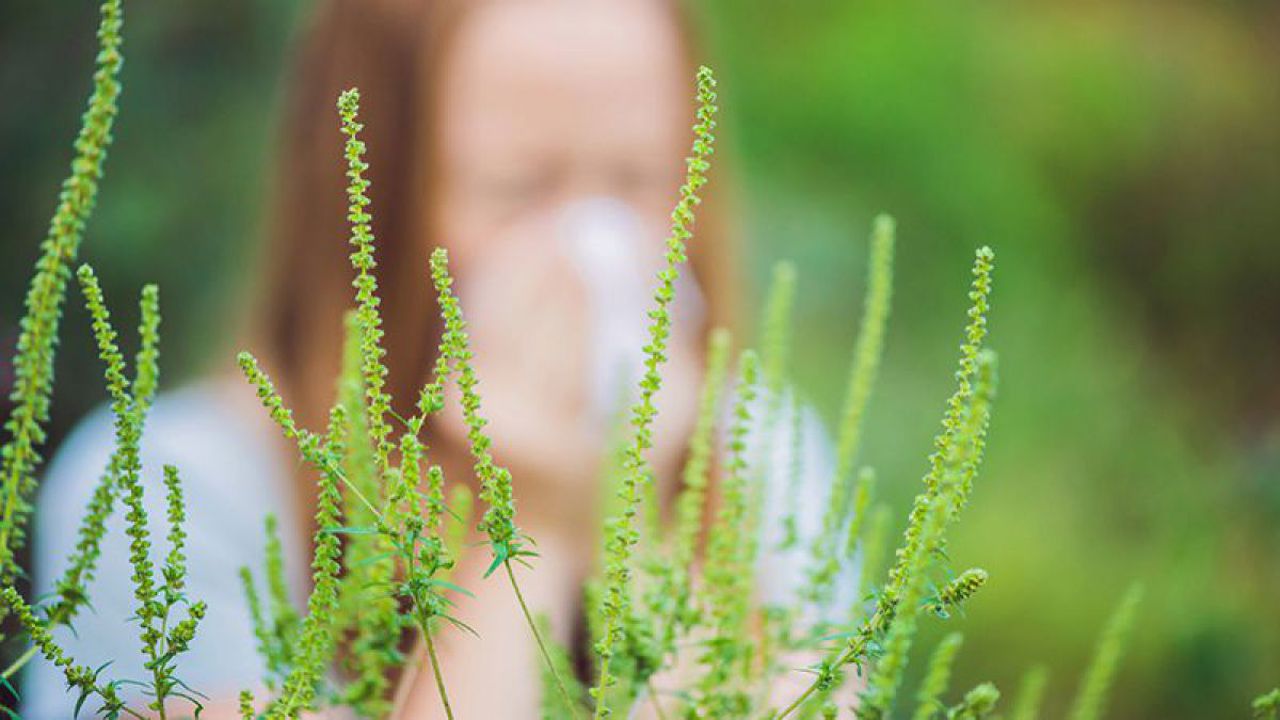 Ragweed season brings nightmare for allergy sufferers