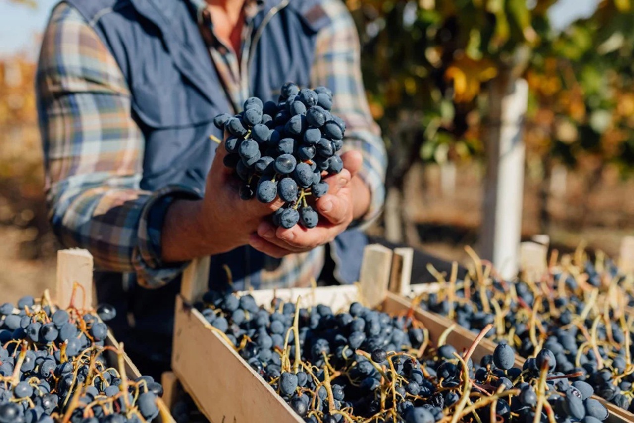 Nine grape producers from Cahul and Taraclia ready to export to the EU