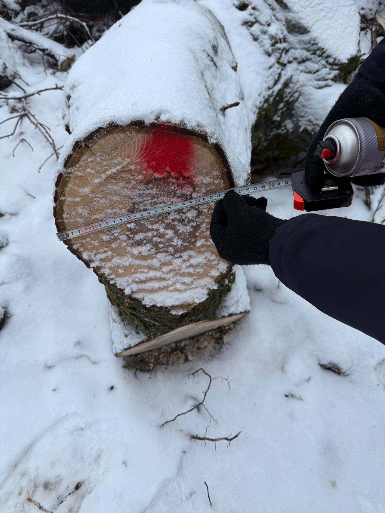 Nuci tăiați ilegal la Ocnița: Făptașii, prinși la fața locului și amendați