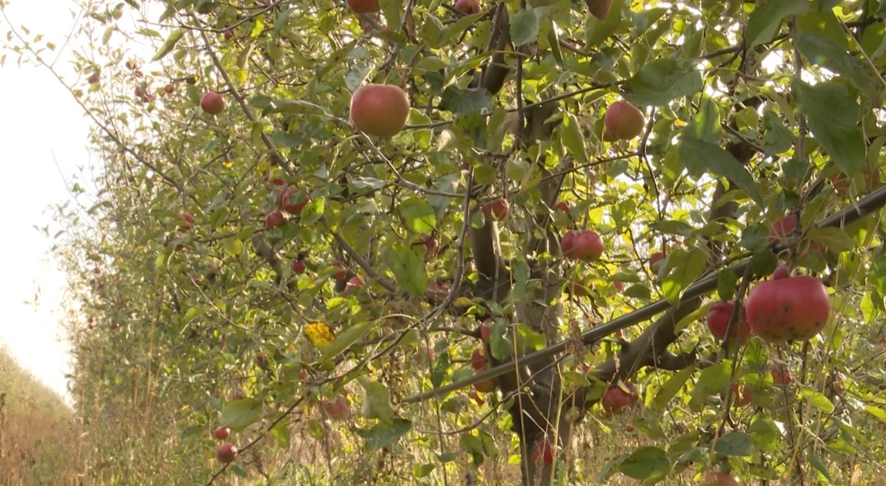Polița de asigurare în agricultură este o necesitate, nu o opțiune, spun fermierii