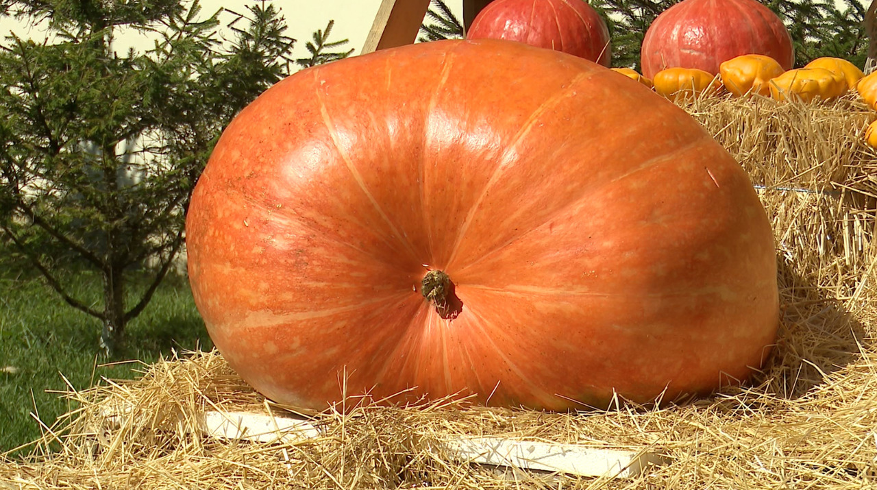Largest pumpkin in Moldova, awarded at "Bostaniada" Ethno-Gastronomic Festival