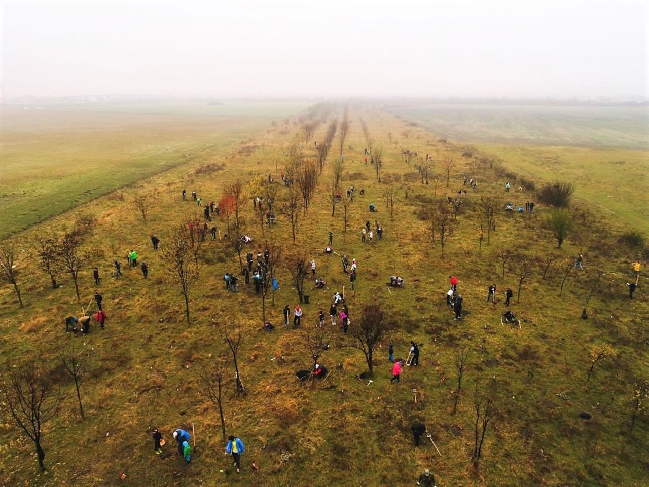 Campania națională de împădurire: Lângă satul Avdarma este plantată o pădure de salcâm pe o suprafață de 30 de hectare