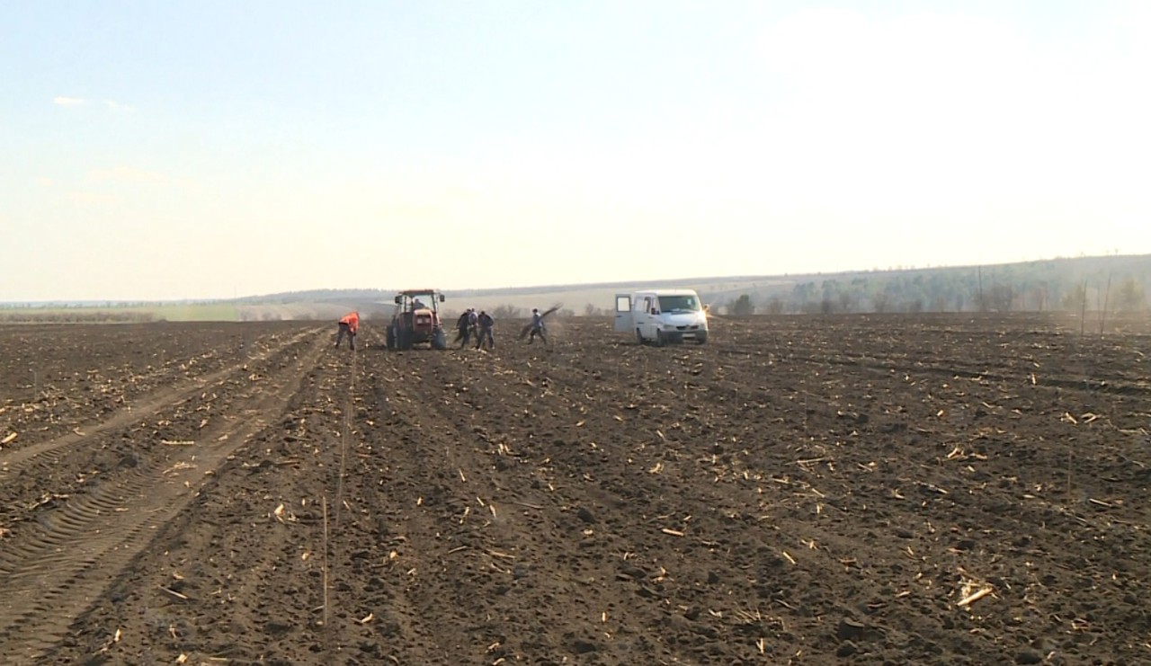 Drought and low profits push Moldovan farmers from cereals to orchards