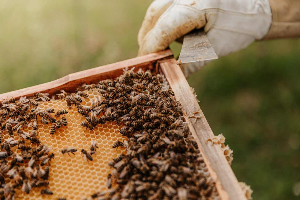Peste 31% din mierea de albine produsă în R. Moldova în 2023 a fost exportată