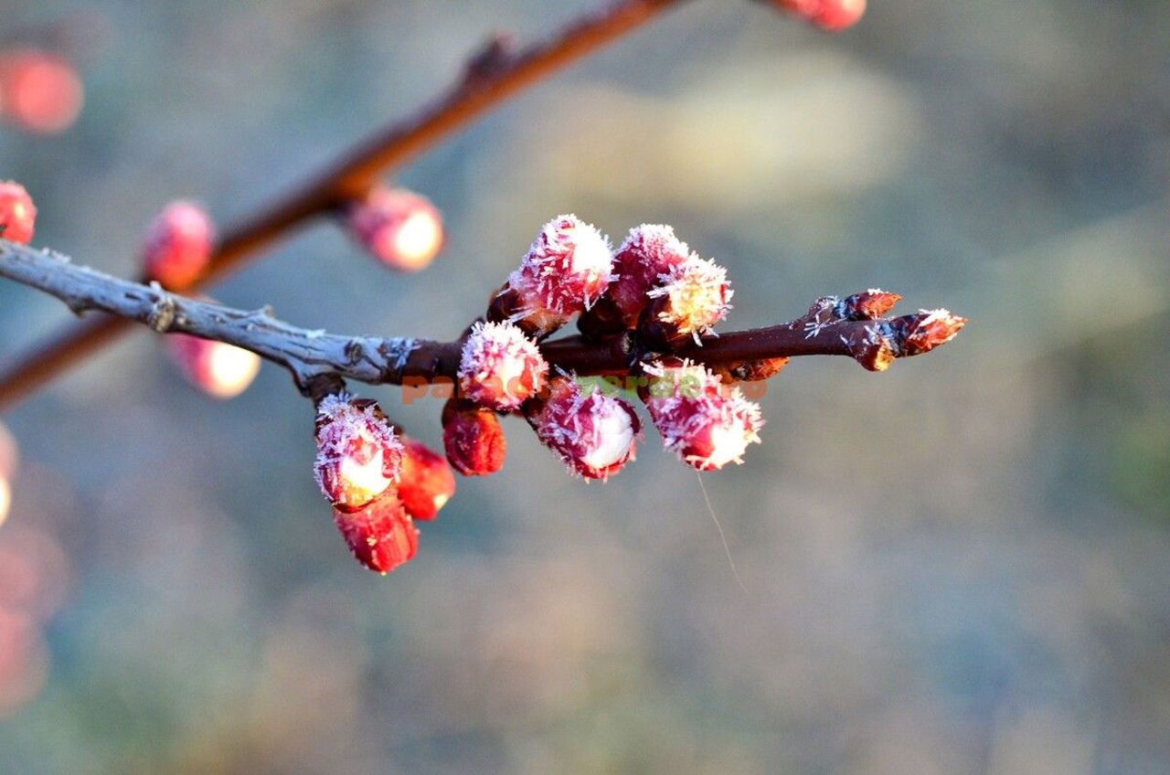Meteo | Codul galben de înghețuri, prelungit: Temperaturi de până la -3°C prognozate pentru 22 aprilie