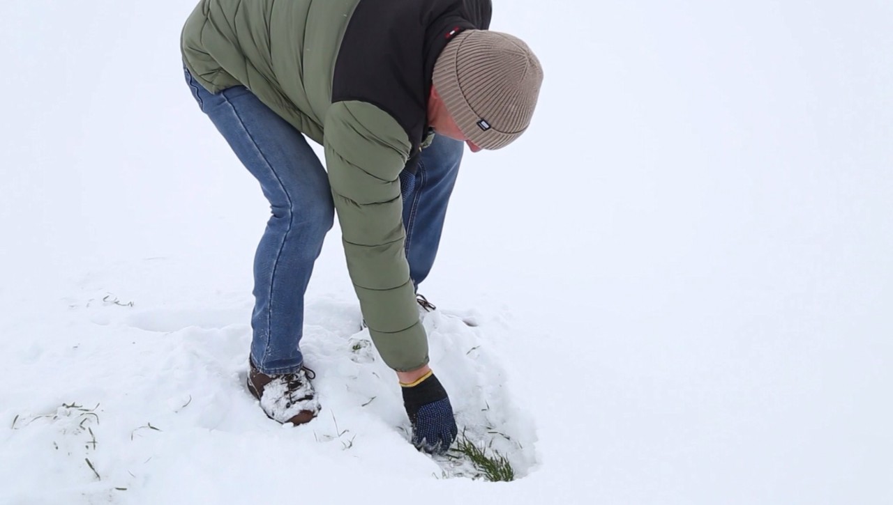 Farmers say 10–15 cm of snow protects wheat from frost