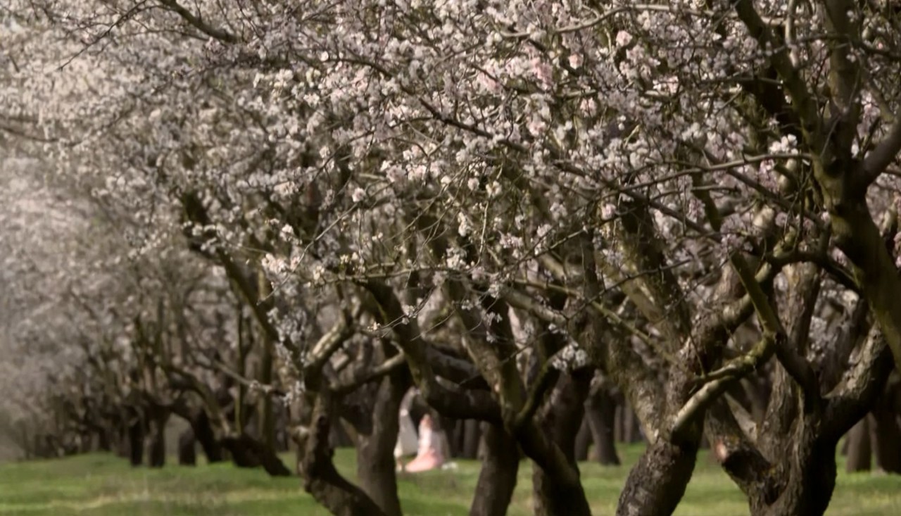 Priveliștea de poveste atrage numeroși vizitatori în satul Drăgușeni, unde migdalii au înflorit 