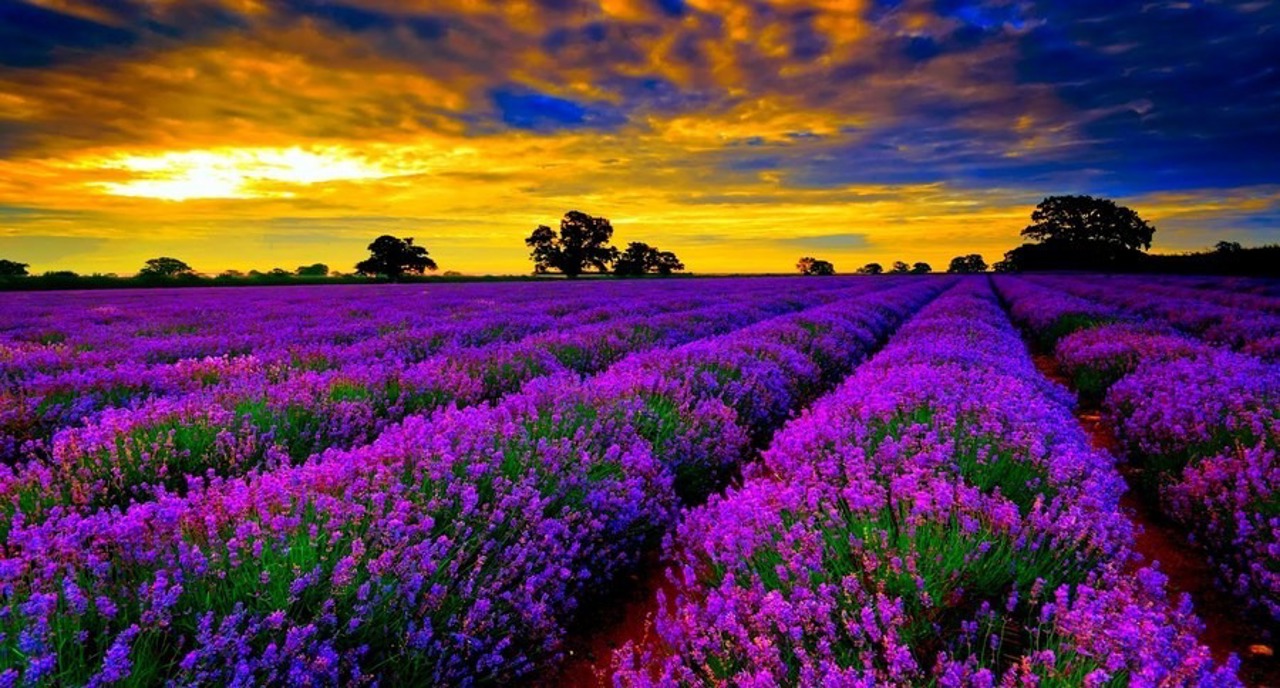 Colonița lavender fields attract visitors and support a successful business