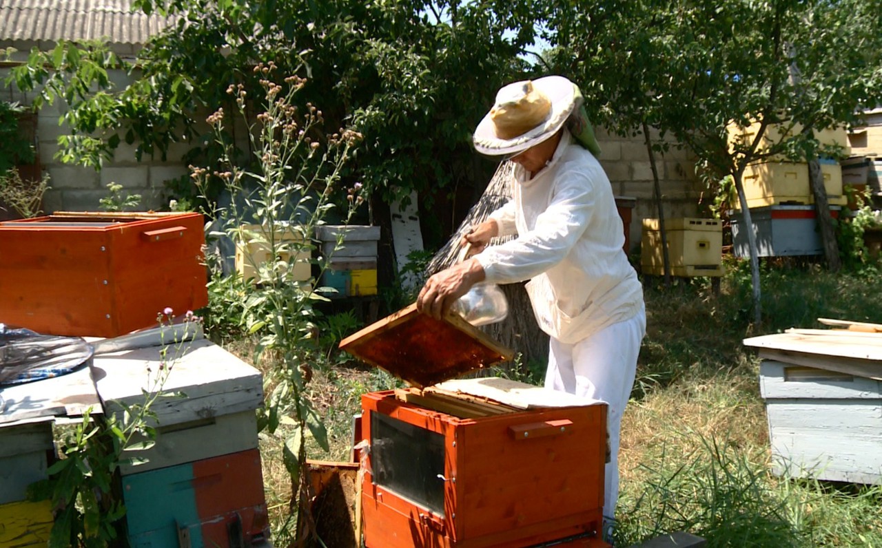 Moldova's beekeepers battle climate crisis for bee survival