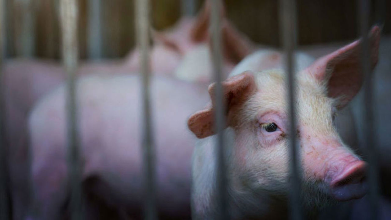 African swine fever outbreak in Costești. Two dead pigs found abandoned in an orchard