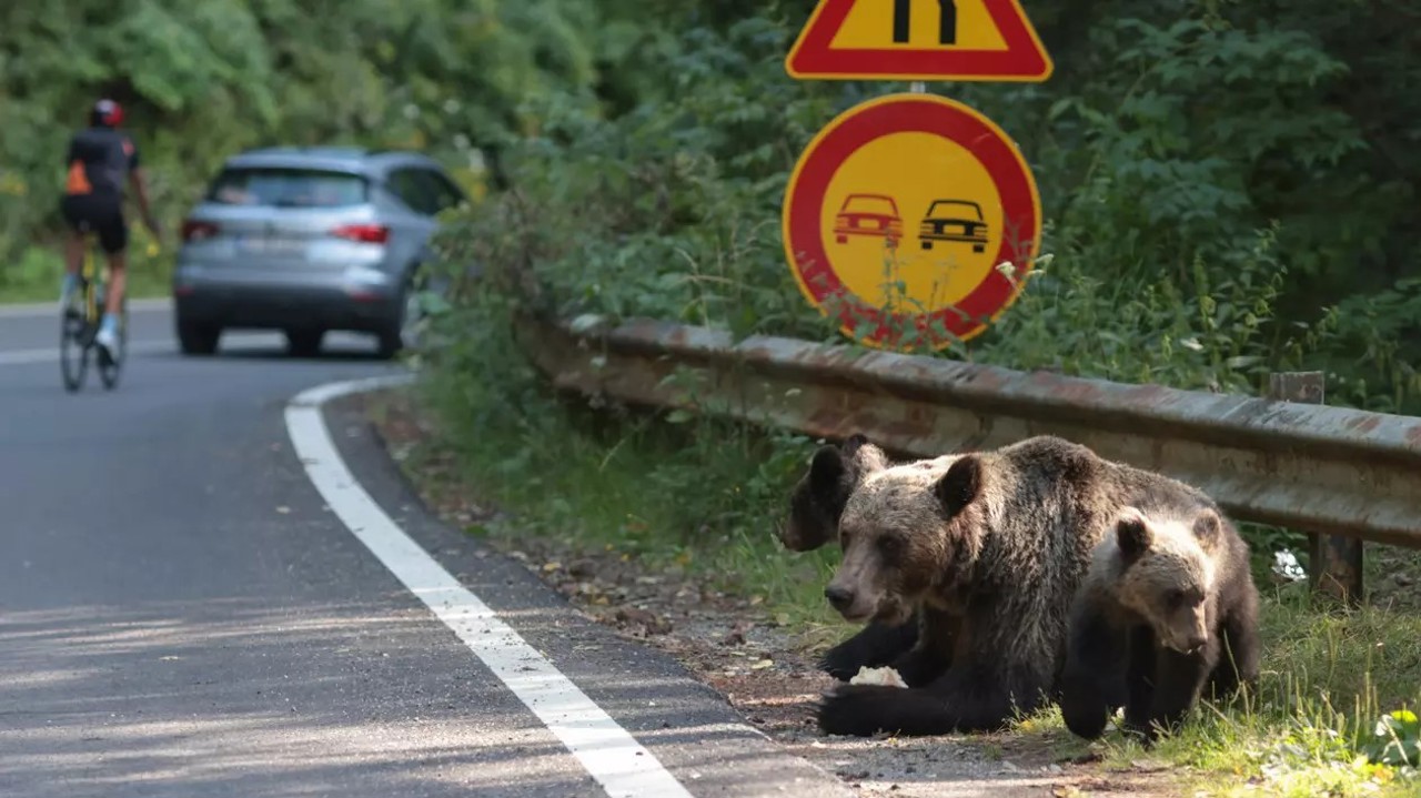 Turiștii care hrănesc urșii pe Transfăgărășan vor fi amendați dublu: pentru hrănirea ilegală și oprirea neregulamentară