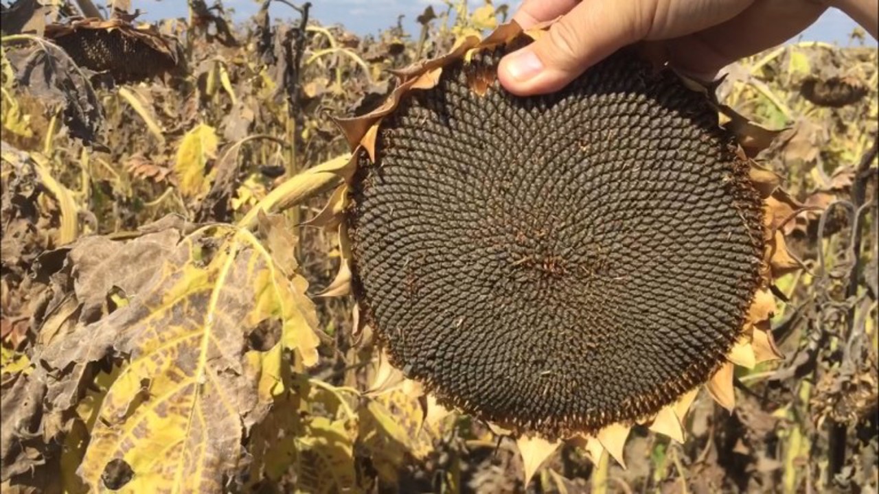 Sunflower harvest down: Farmers face reduced yields this year