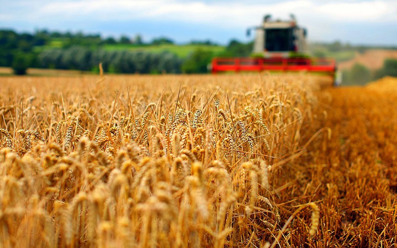 SECERIȘ | Recoltă de circa 1.6 milioane de tone de grâu: Prețurile mici îi îngrijorează pe fermieri