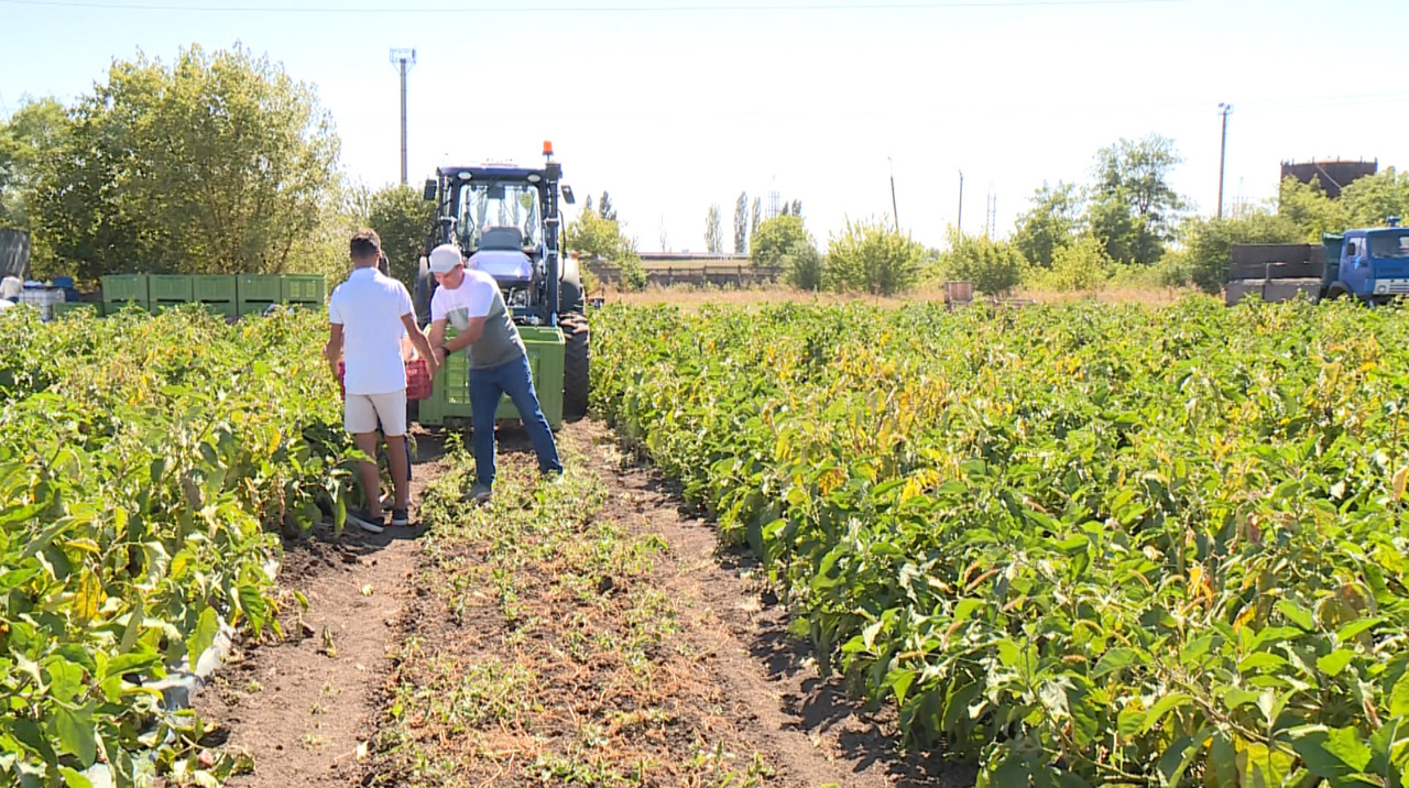 Soroca farmers cut risks via canning factory partnership