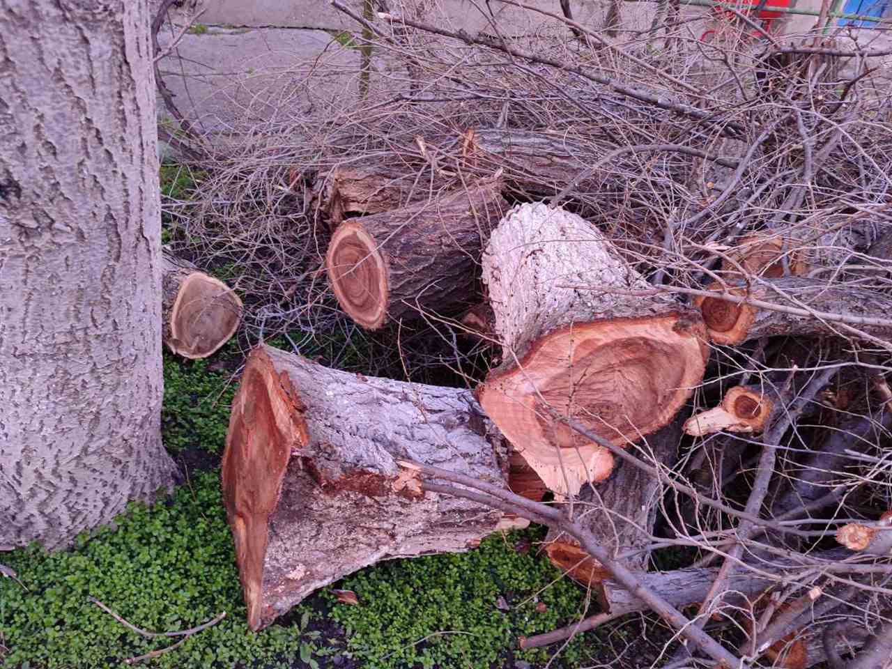 Environmental inspectors sanction illegal tree felling in Bălți