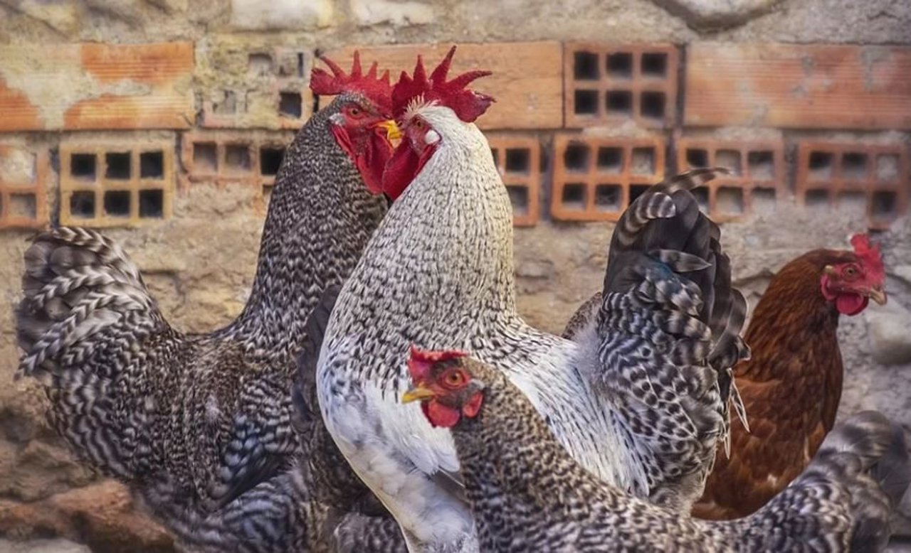 În satul Parcani, raionul Soroca, a fost descoperit un focar de gripă aviară
