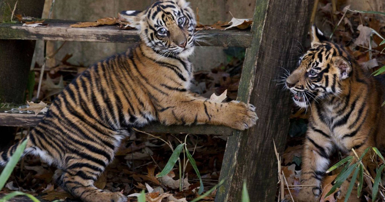 La grădina zoologică din Londra are loc numărătoarea anuală a viețuitoarelor 