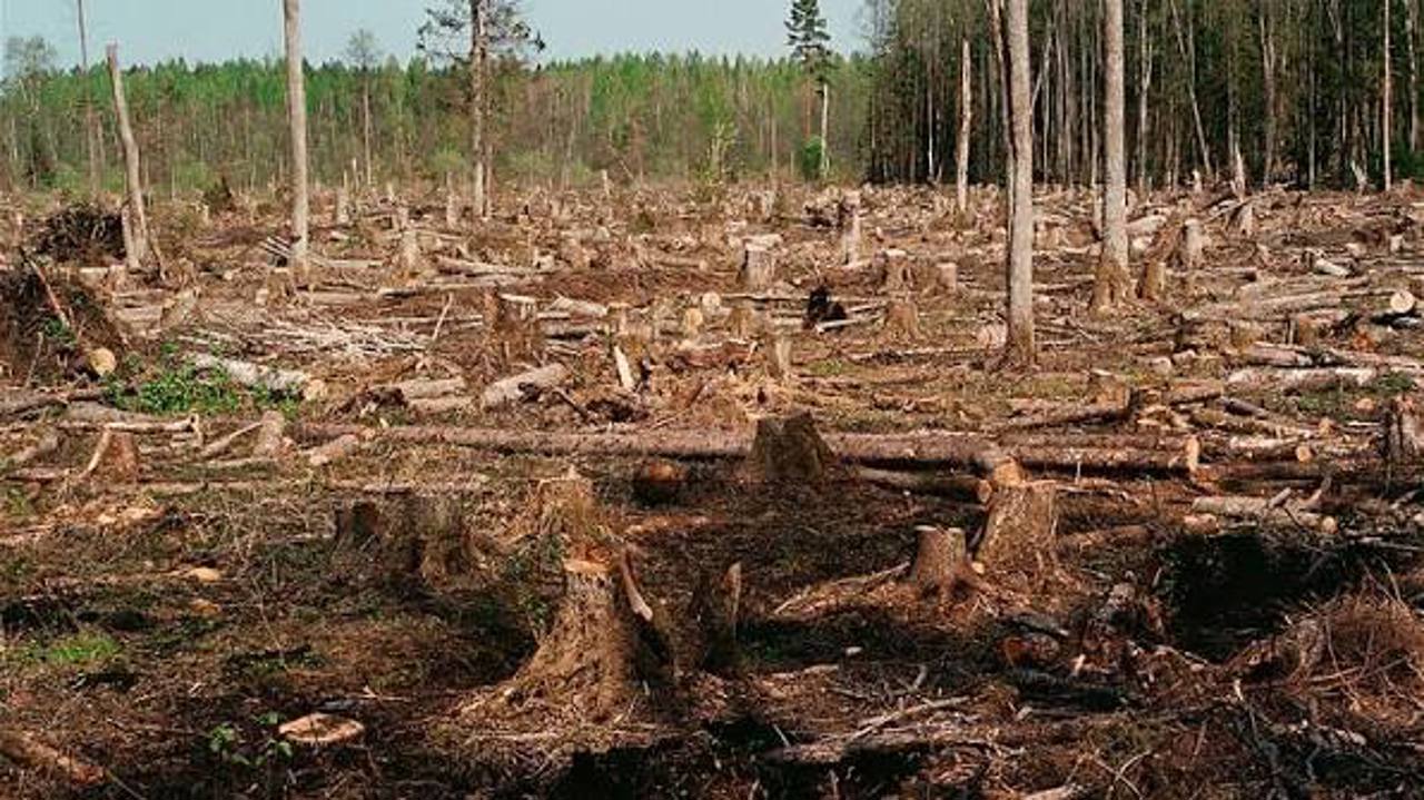 В лесничестве Вадул-луй-Водэ незаконно вырубили почти 400 деревьев