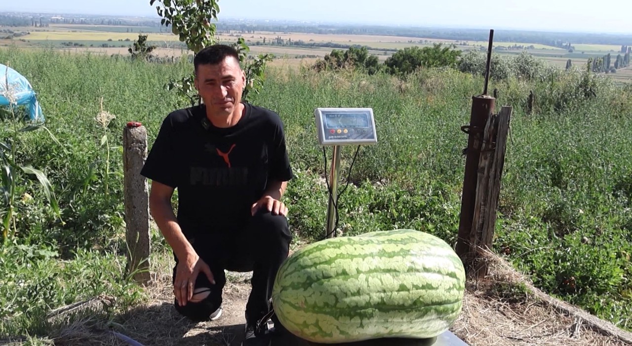 Farmer in Causeni grows 74-kg watermelon