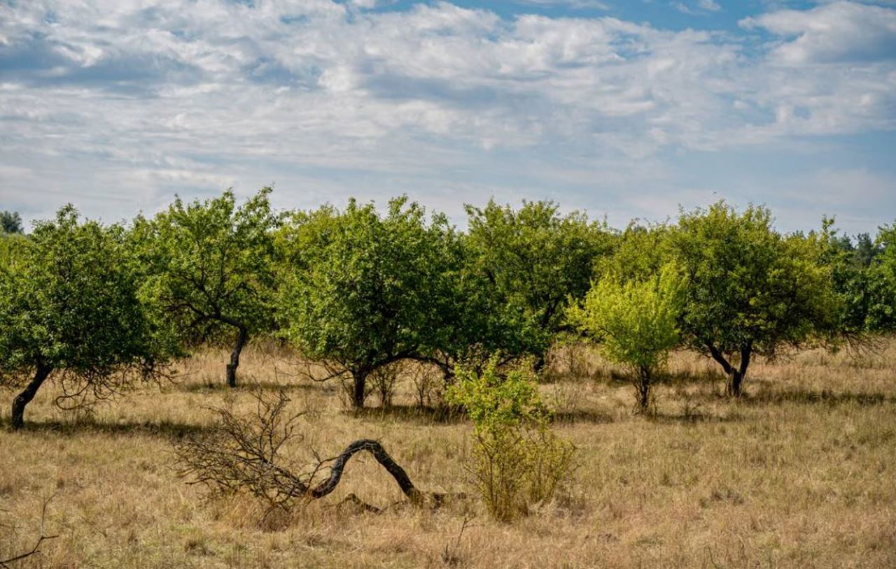 Canicula pune presiune pe agricultură: Temperaturile de peste 35°C afectează culturile