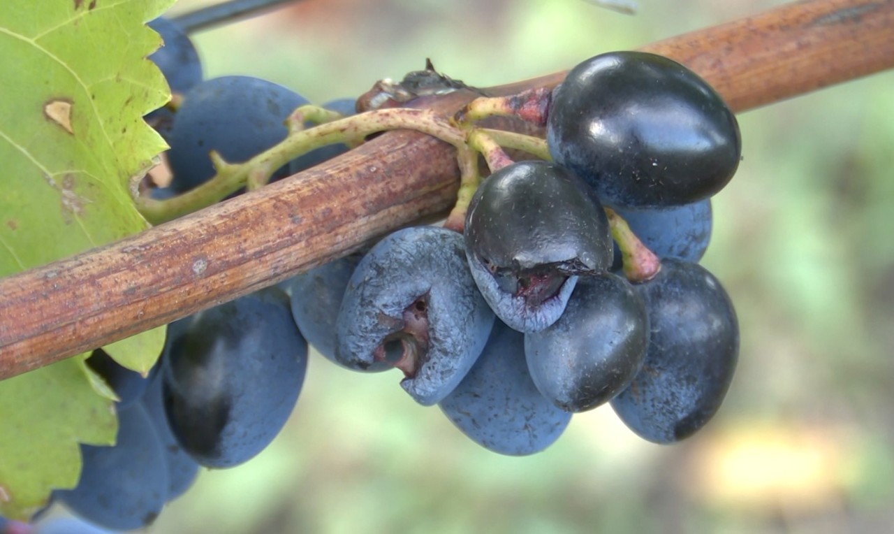 Moldova grape farmers face huge losses as heavy rains ruin export harvest