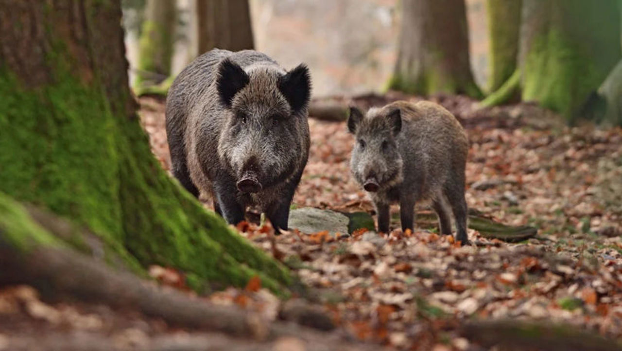 Producătorii avertizează asupra riscului răspândirii pestei porcine: „Vânătoarea de mistreți trebuie reluată urgent”