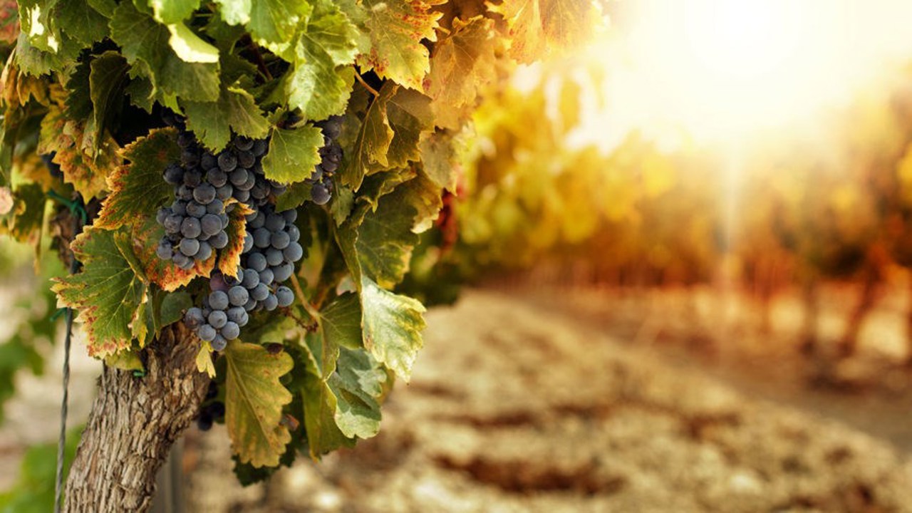 Moldova's vineyards eye best grape harvest in 5 years