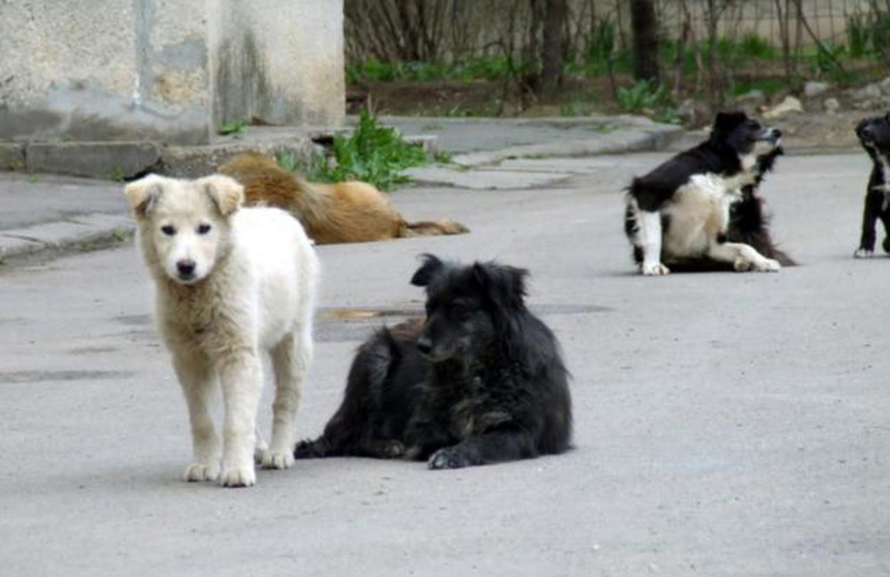 Problema câinilor maidanezi din municipiul Soroca, nerezolvată. Locuitorii orașului au ieșit la protest în fața primăriei