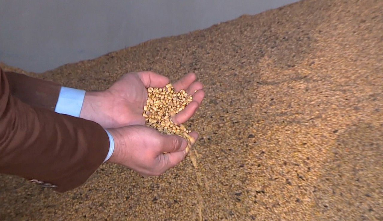 Suprafețele cultivate cu soia, în scădere: „O cultură pretențioasă la schimbările climatice, iubește precipitații, temperaturi mai scăzute”