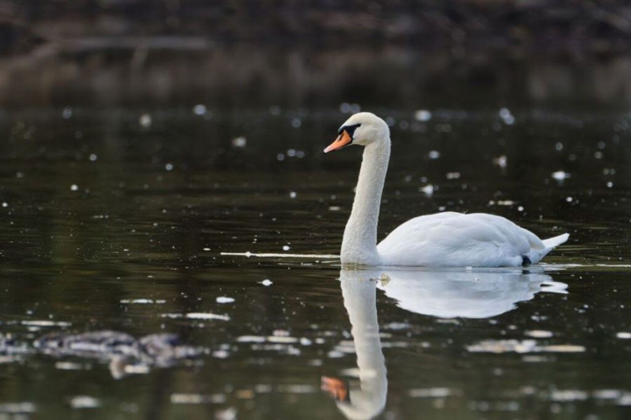  Soroca: Bird flu confirmed in a swan found dead on the banks of the Nistru