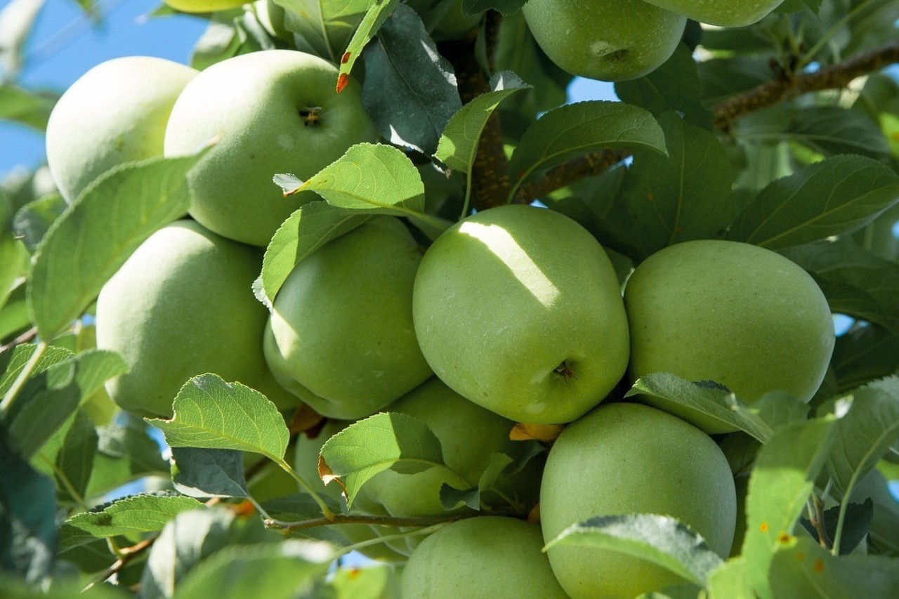Sursa foto: Asociația Moldova Fruct