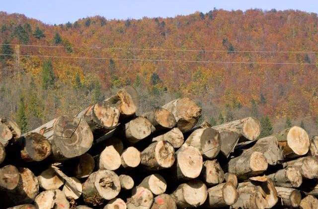 Tăierile ilegale de arbori, în creștere: Peste 130 de metri cubi de lemn s-au tăiat de la începutul lunii septembrie  