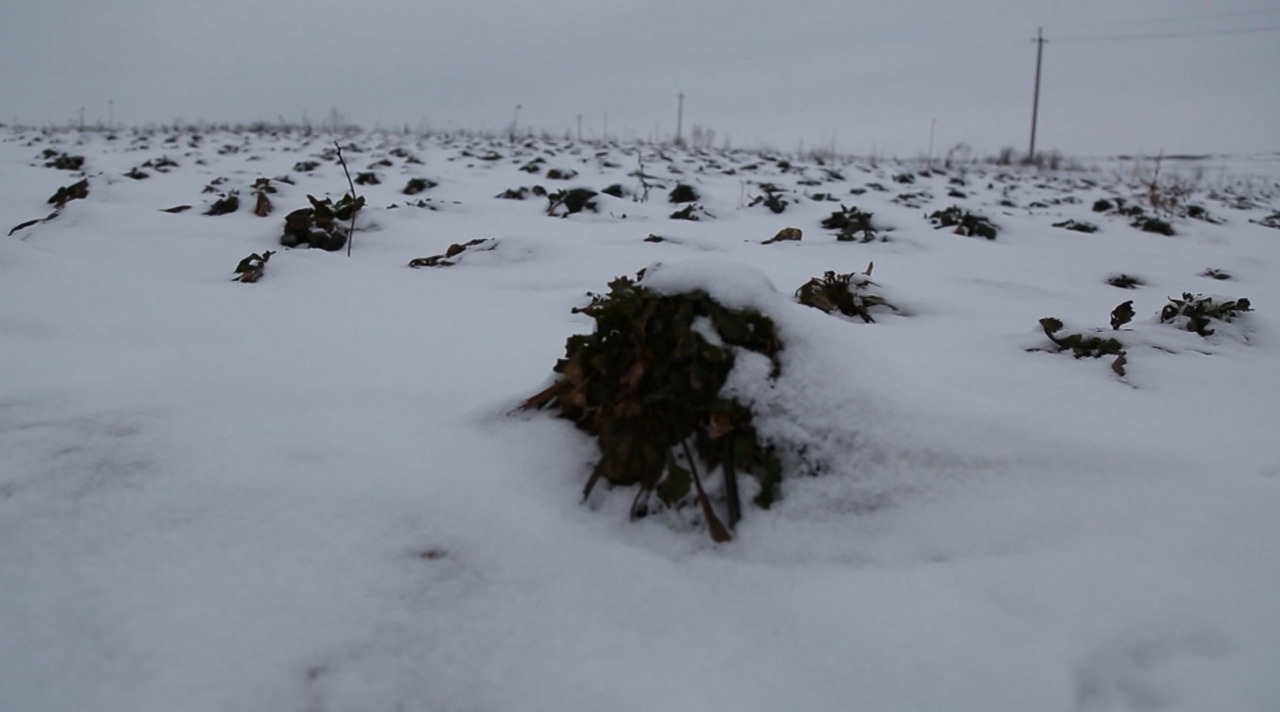 Pierderi de milioane pentru fermieri: sfecla de zahăr, blocată în câmp de vremea extremă