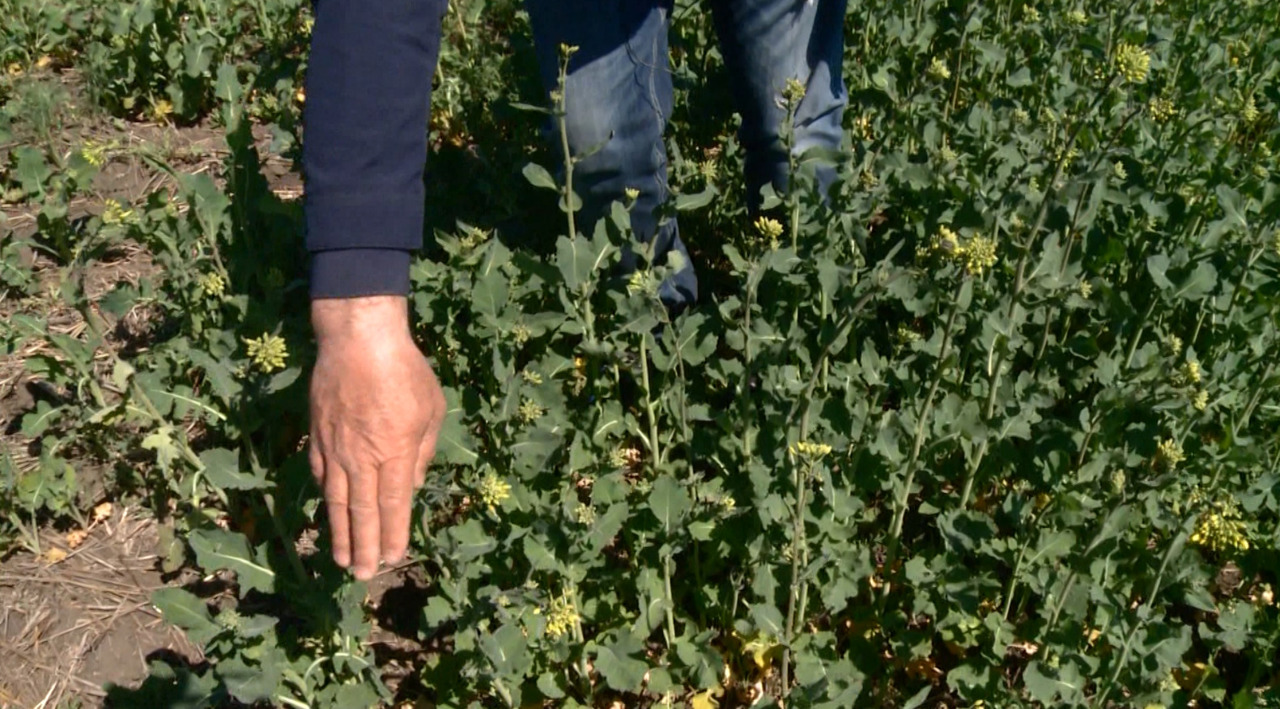 Înghețurile de primăvară lovesc agricultura: rapița și grâul, printre cele mai afectate culturi