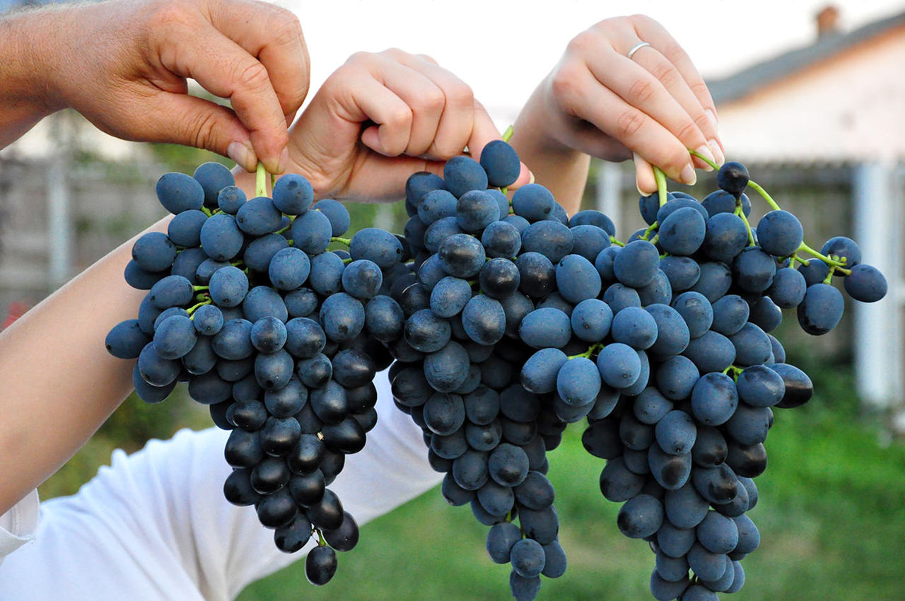 Moldova table grape sector faces shift toward seedless demand 