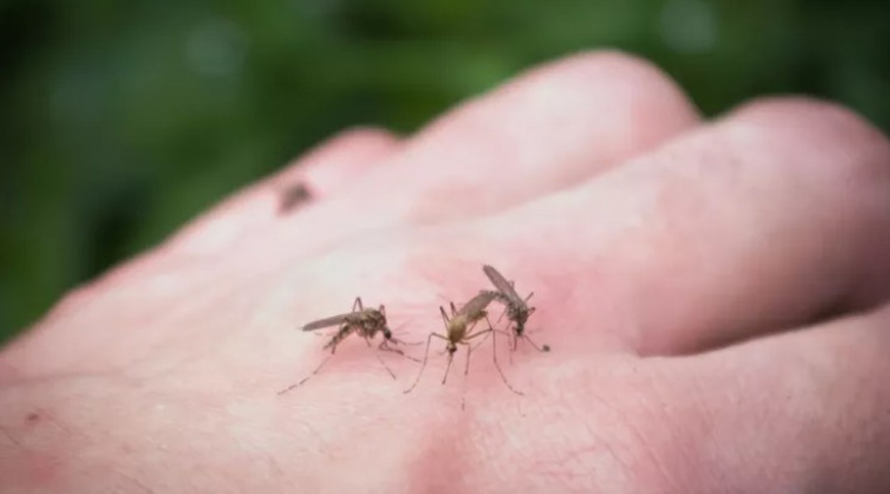 Moldova confirms two West Nile virus cases, one locally acquired