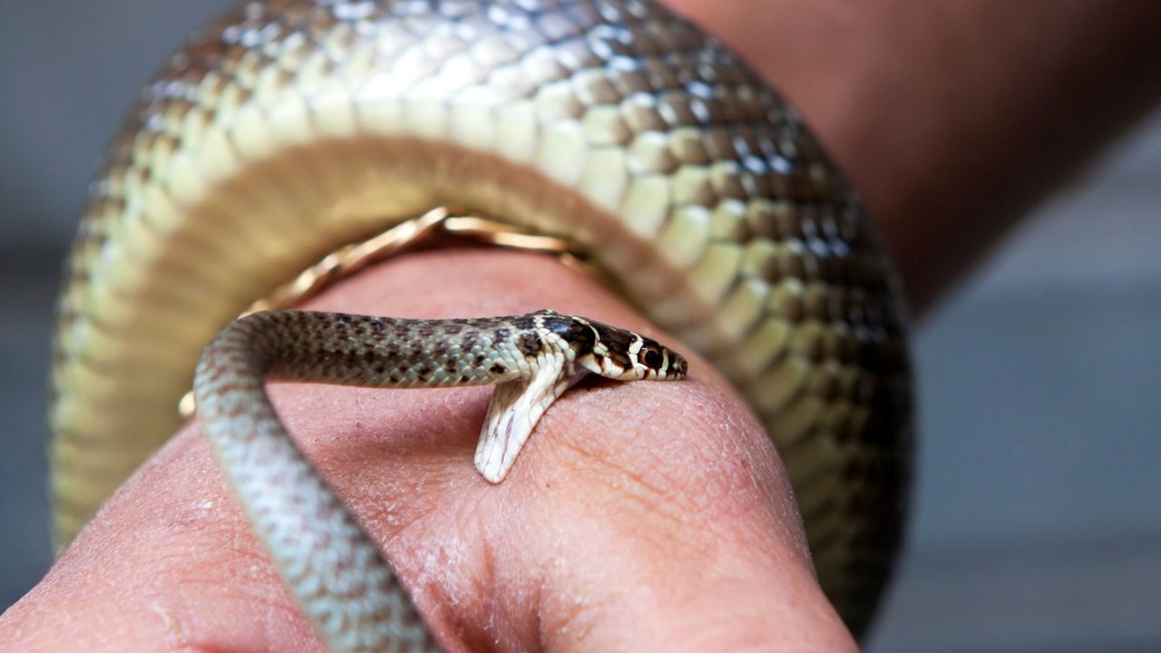 Man in Strășeni rushed to hospital after snake bite