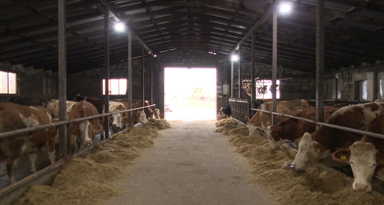 Fermă modernă în satul Cuizăuca: doi frați au preluat practici europene 