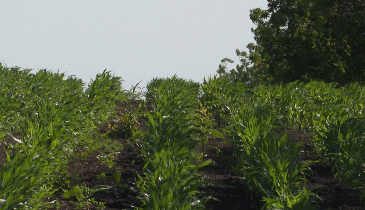 Tot mai mulți agricultori cultivă sorgul - o nouă plantă, întâlnită mai mult în sudul țării 