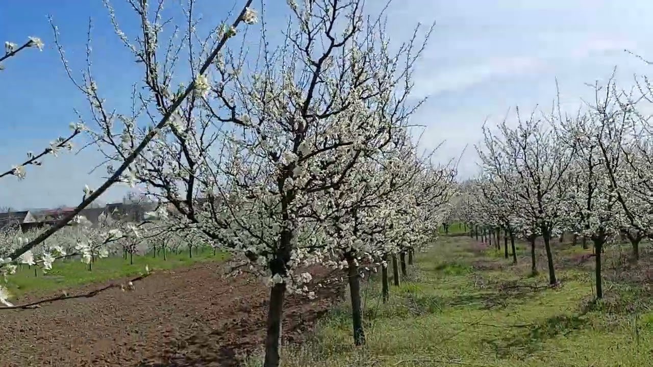 Protejarea de îngheț a pomilor înfloriți, o provocare pentru agricultori: „Încă nu au fost afectați”