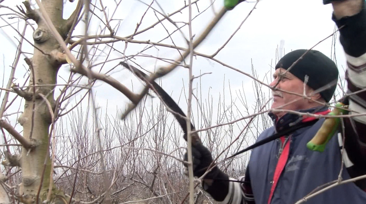 Forfotă în livezi: Cum trebuie curățați pomii fructiferi pentru a avea o recoltă bogată