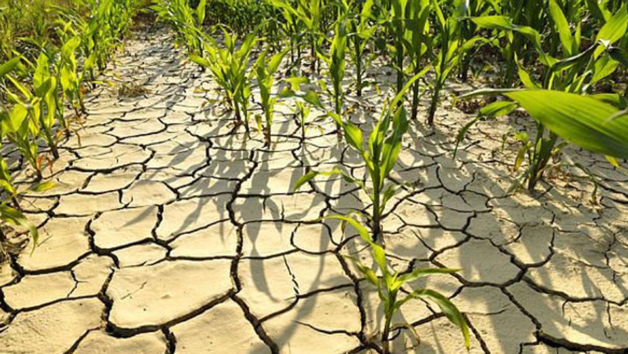Moldova Faces Severe Drought: Record High Temperatures Blamed