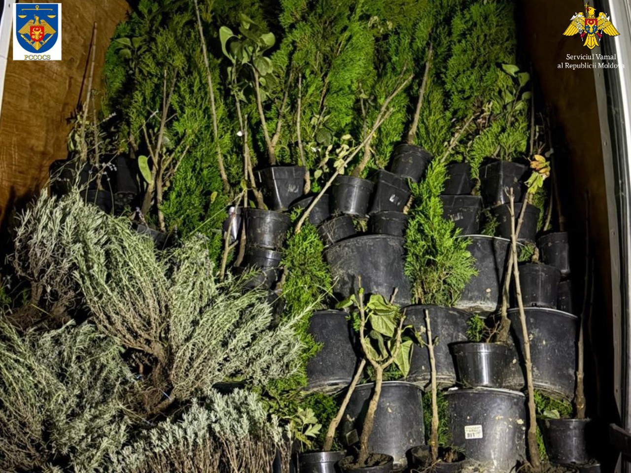 Peste 1.8 milioane de țigări, ascunse printre puieți decorativi: Captură anunțată la postul vamal Lipcani – Rădăuți-Prut