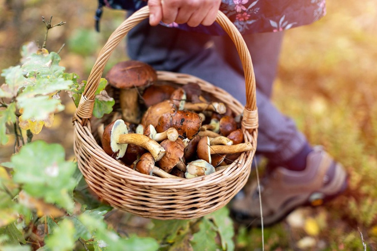 A început sezonul ciupercilor. Specialiștii avertizează asupra riscului de intoxicații