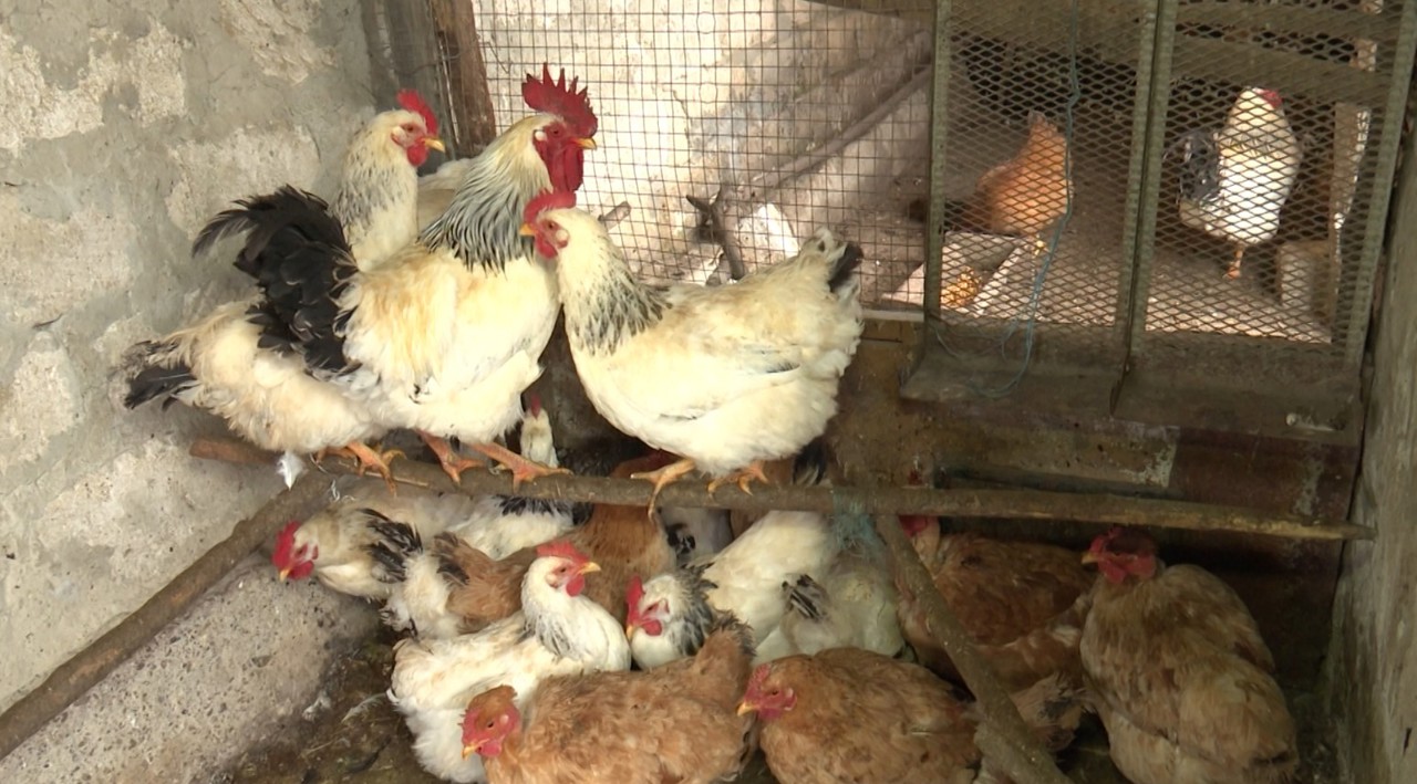 Gerul pune la grea încercare animalele. Pentru a le proteja, gospodarii încălzesc apa și hrana 